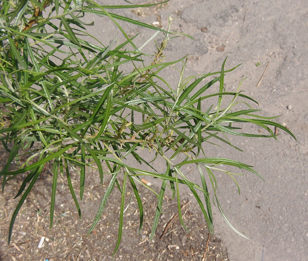 Image of Salix viminalis specimen.