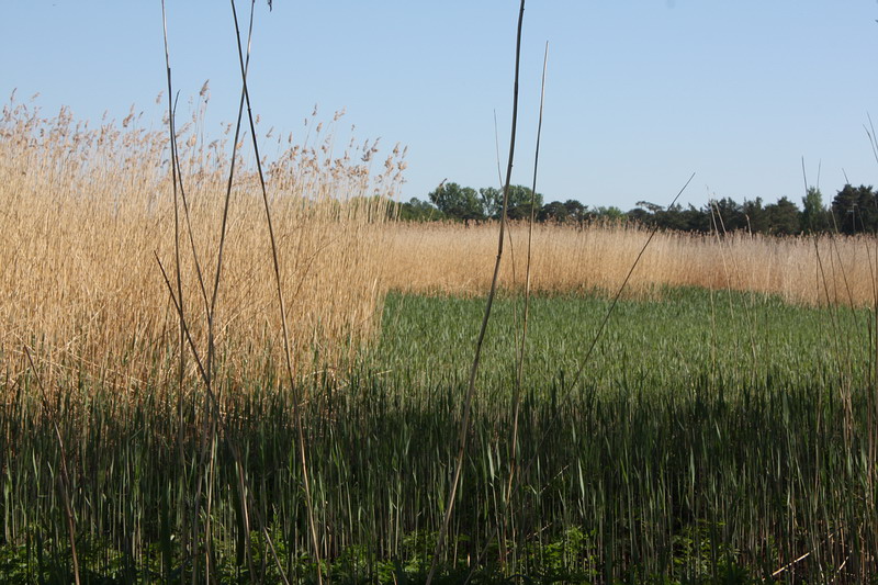 Image of Phragmites australis specimen.