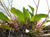 Limonium scoparium. Прикорневые листья и основания цветоносных побегов. Краснодарский край, м/о Анапа, окр. пос. Б. Утриш, остров с маяком, на пляже. 09.08.2013.