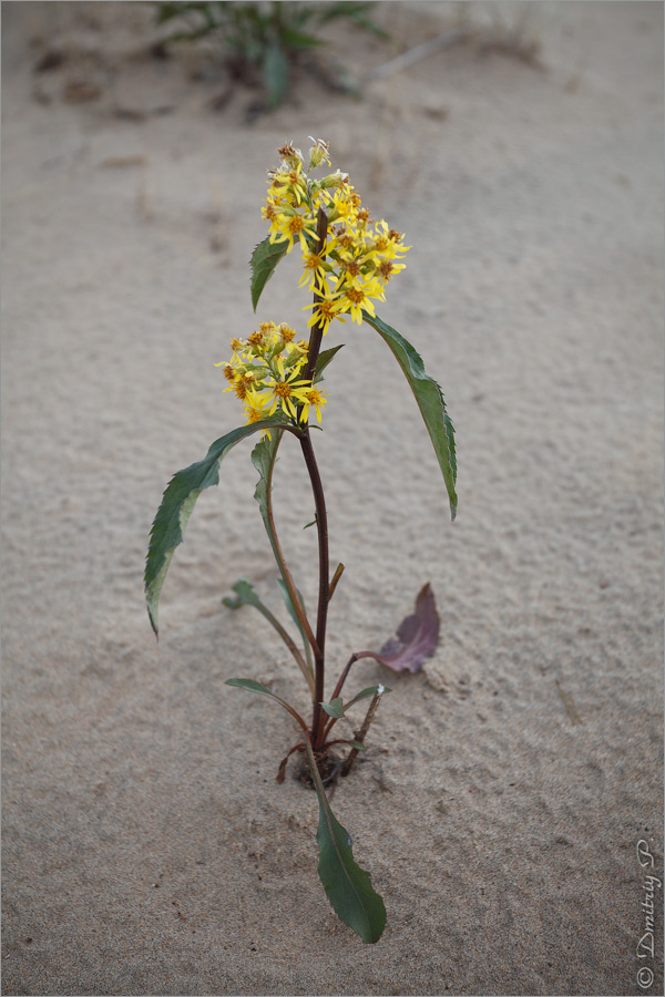 Image of Solidago virgaurea ssp. lapponica specimen.