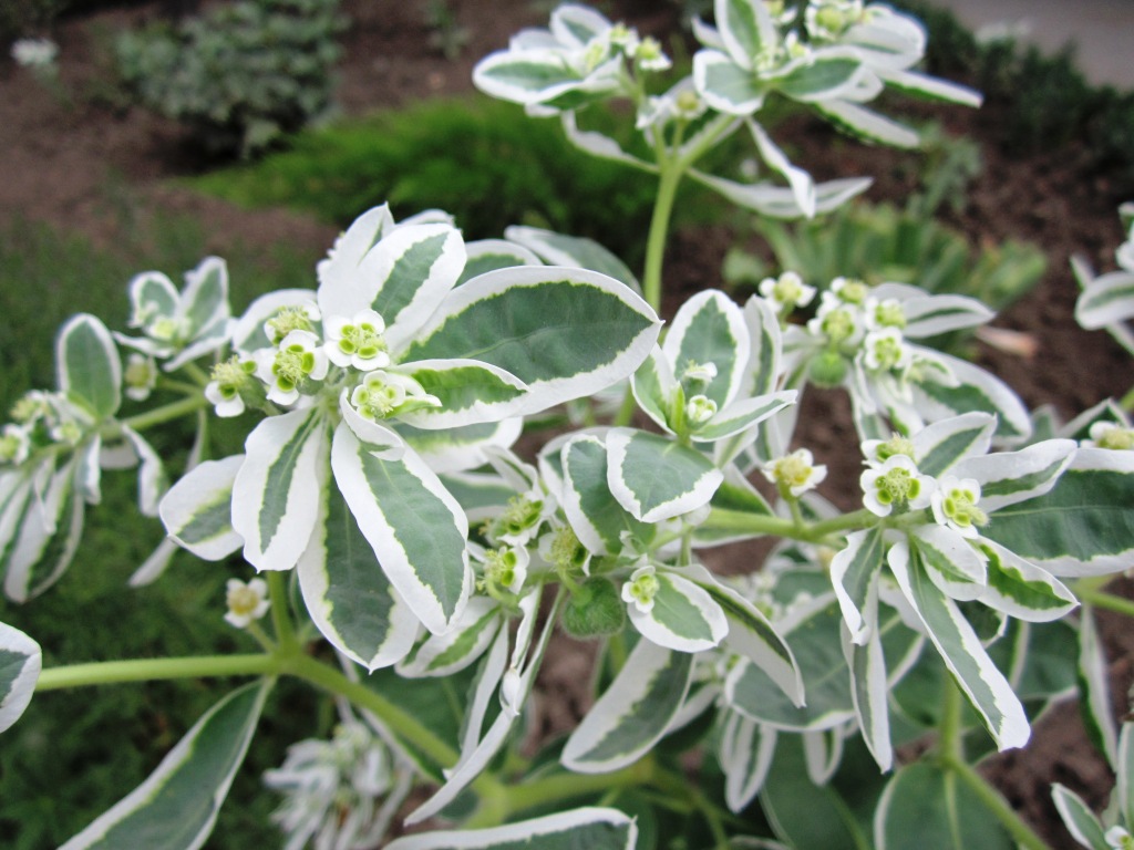 Image of Euphorbia marginata specimen.