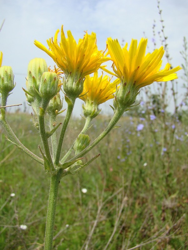 Image of Picris hieracioides specimen.