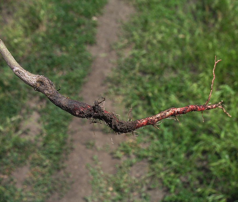 Изображение особи Buglossoides arvensis.