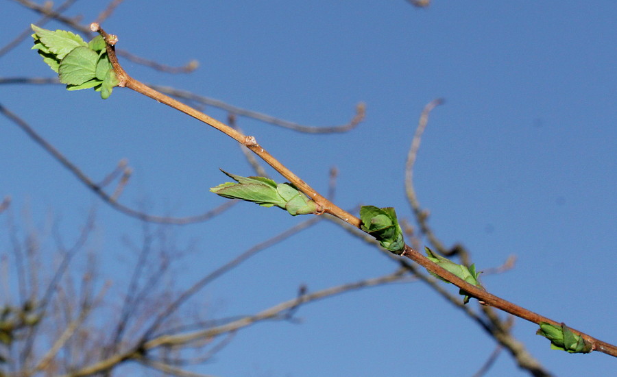 Image of Neillia sinensis specimen.