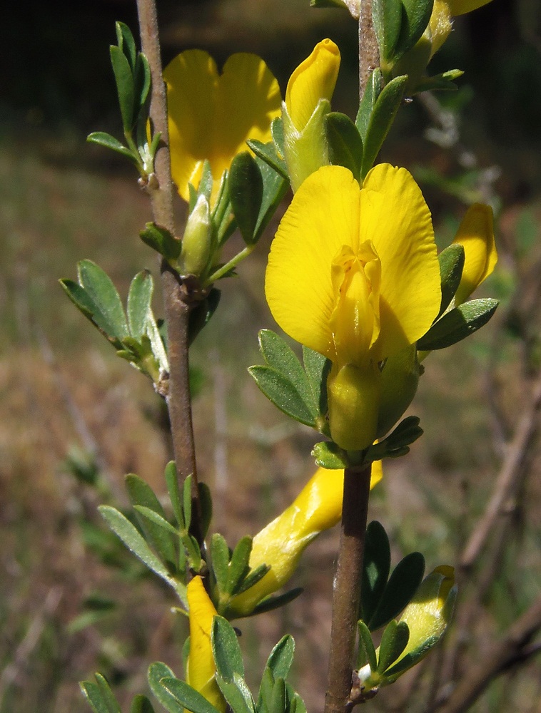 Image of Chamaecytisus borysthenicus specimen.