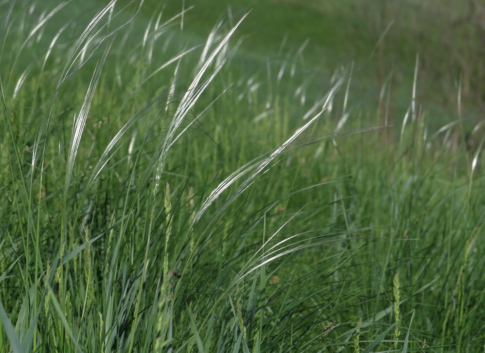 Image of Stipa pennata specimen.