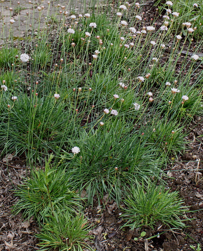 Image of Armeria alliacea specimen.