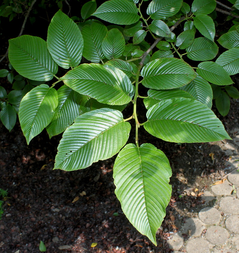 Image of Rhamnus alpina ssp. fallax specimen.