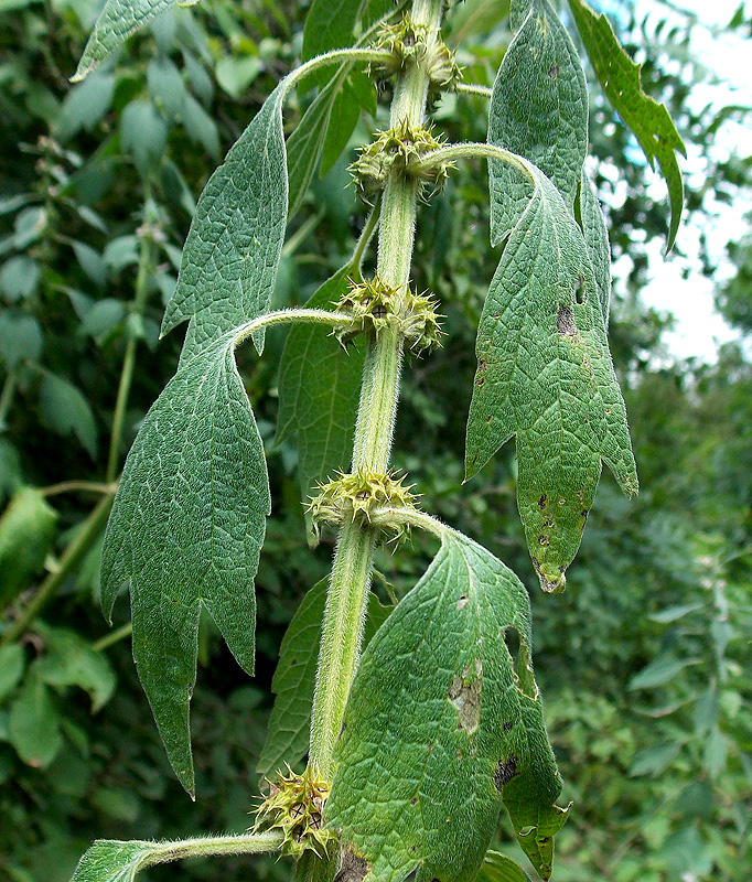 Image of Leonurus quinquelobatus specimen.