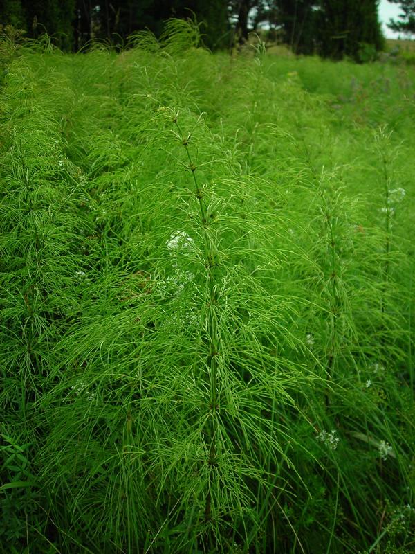 Image of Equisetum sylvaticum specimen.