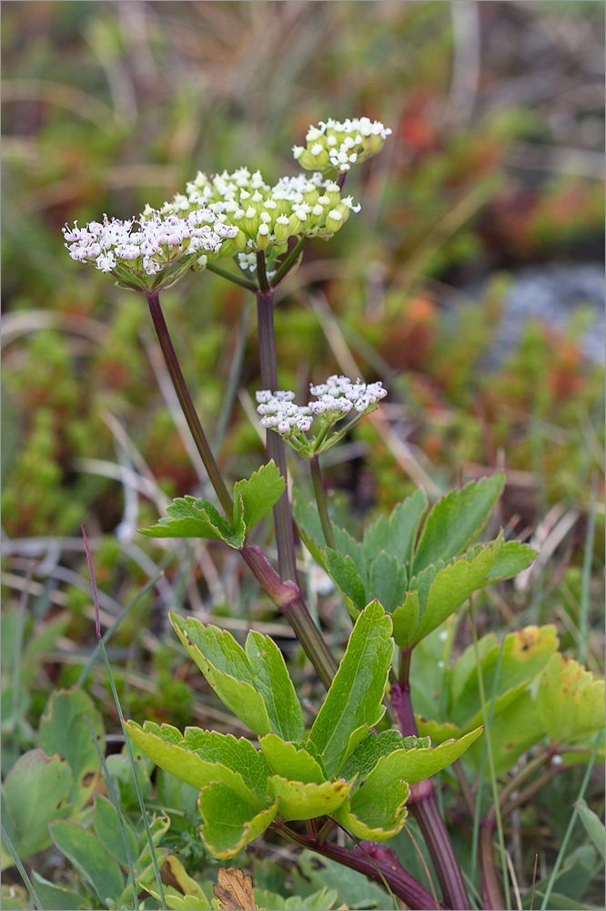 Image of Ligusticum scoticum specimen.