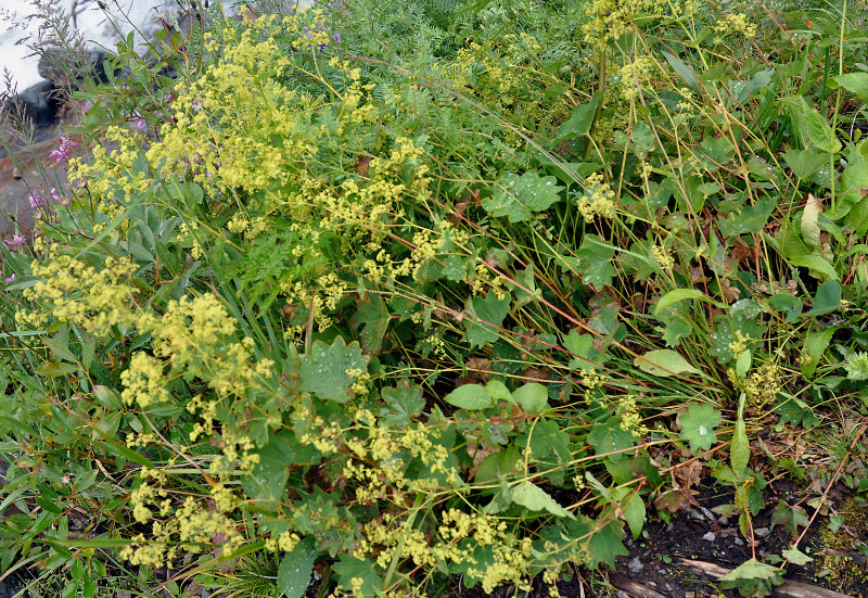 Image of genus Alchemilla specimen.