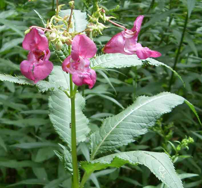 Image of Impatiens glandulifera specimen.