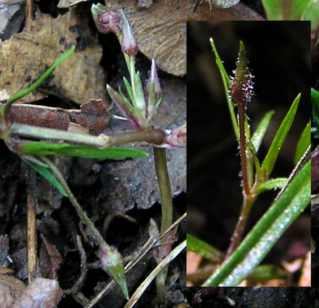 Image of Pseudostellaria sylvatica specimen.