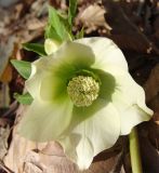 Helleborus caucasicus