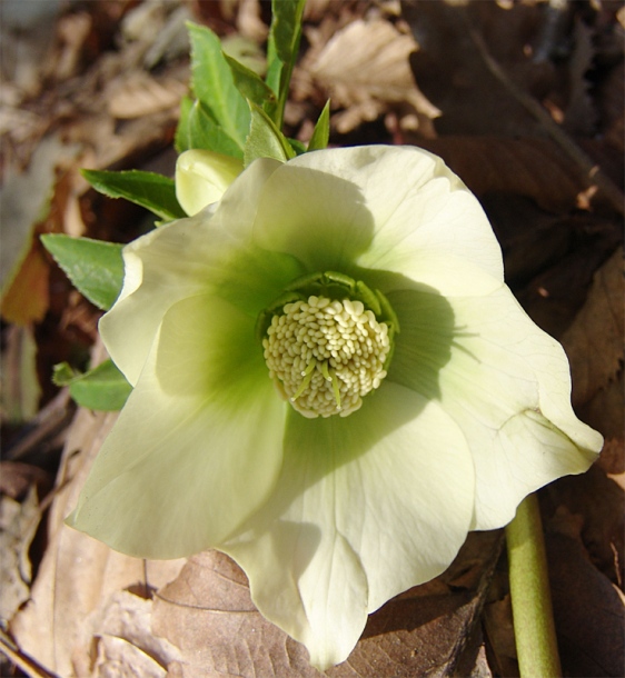 Изображение особи Helleborus caucasicus.