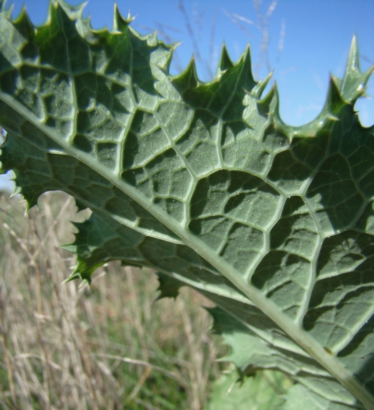 Image of Sonchus asper specimen.