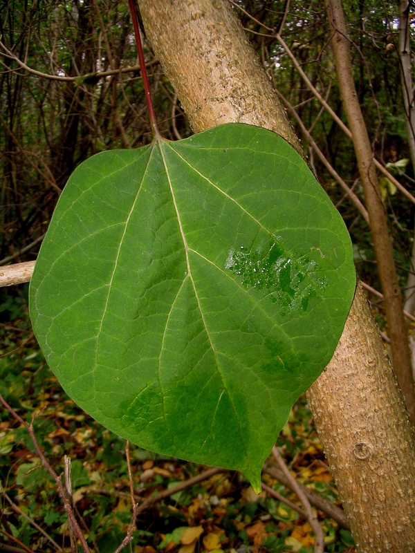 Изображение особи Catalpa bignonioides.