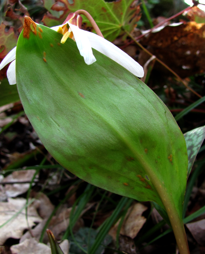 Изображение особи Erythronium caucasicum.