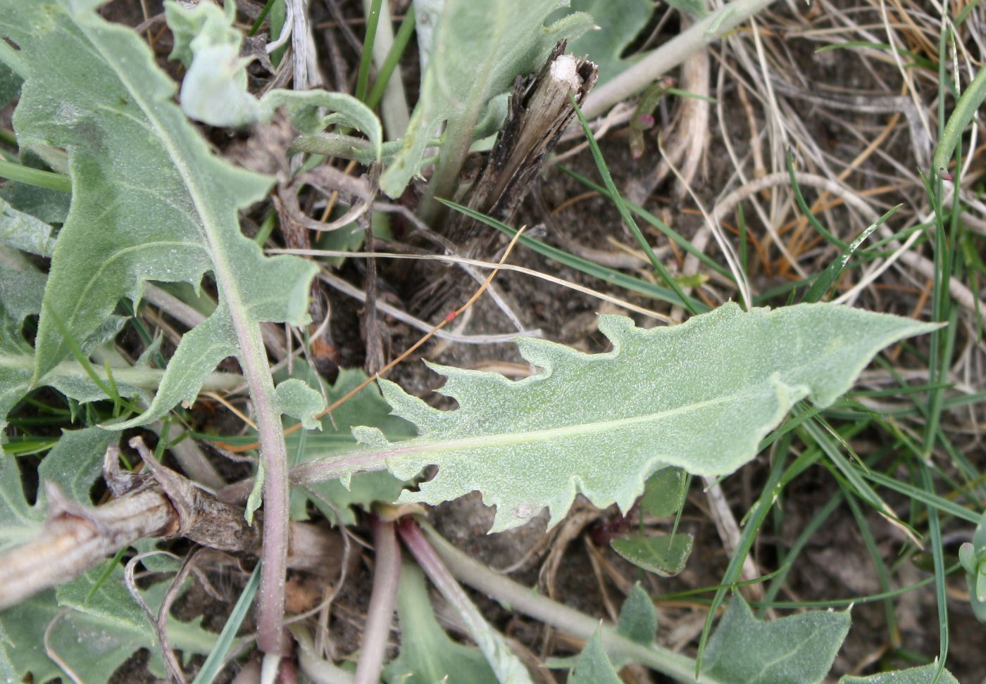 Image of Saussurea salsa specimen.