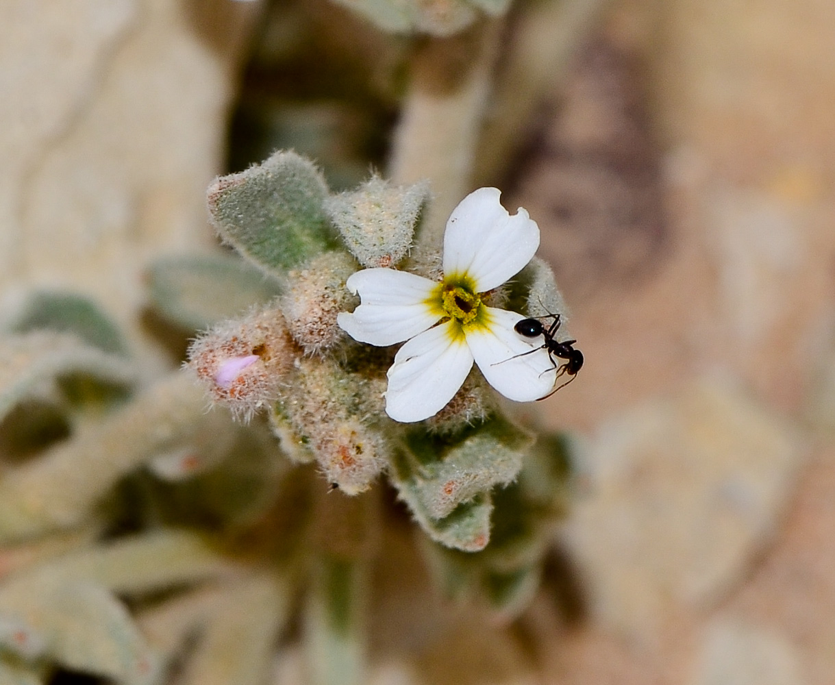 Image of Morettia canescens specimen.