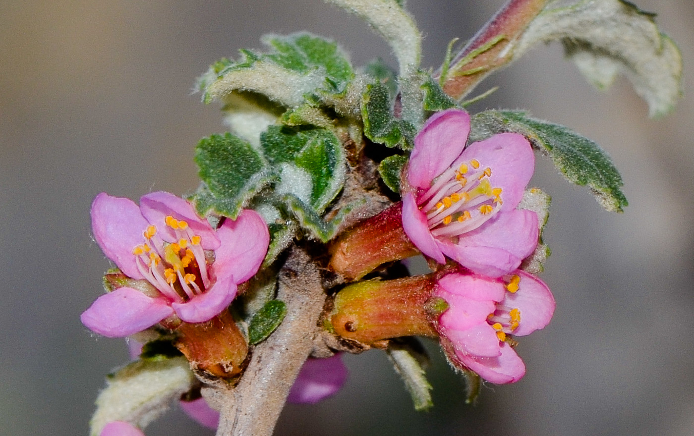 Image of Cerasus prostrata specimen.