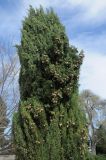 Cupressus sempervirens