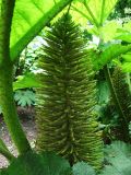 Gunnera manicata. Соцветие. Германия, Нижняя Саксония, Ольденбург, ботанический сад Ольденбургского университета. 19 мая 2007 г.