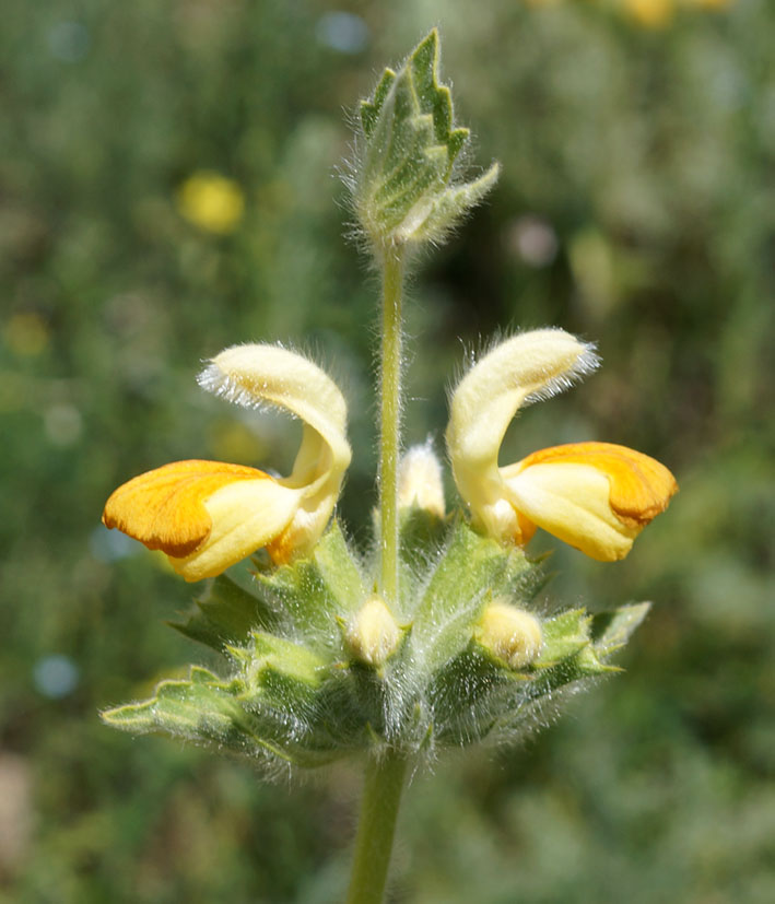 Image of Phlomoides fetisowii specimen.