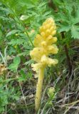 Смотреть изображение род Orobanche