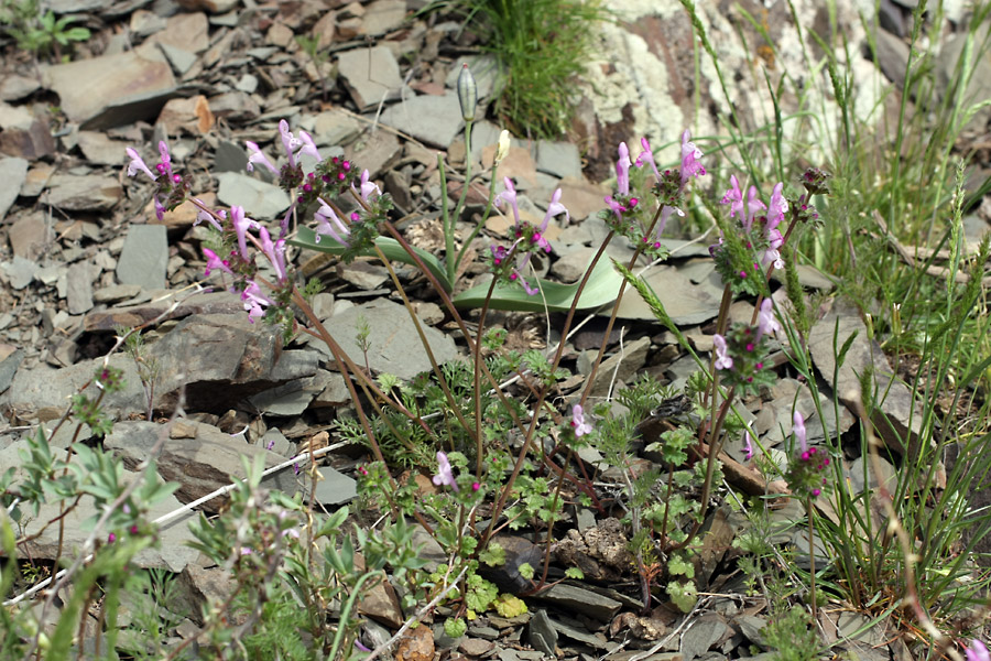 Image of Lamium amplexicaule specimen.