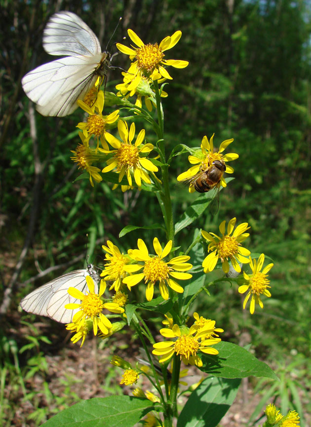 Image of Solidago virgaurea ssp. dahurica specimen.