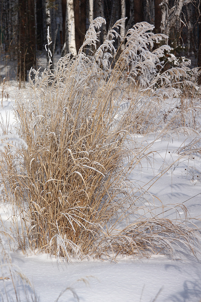 Изображение особи род Calamagrostis.