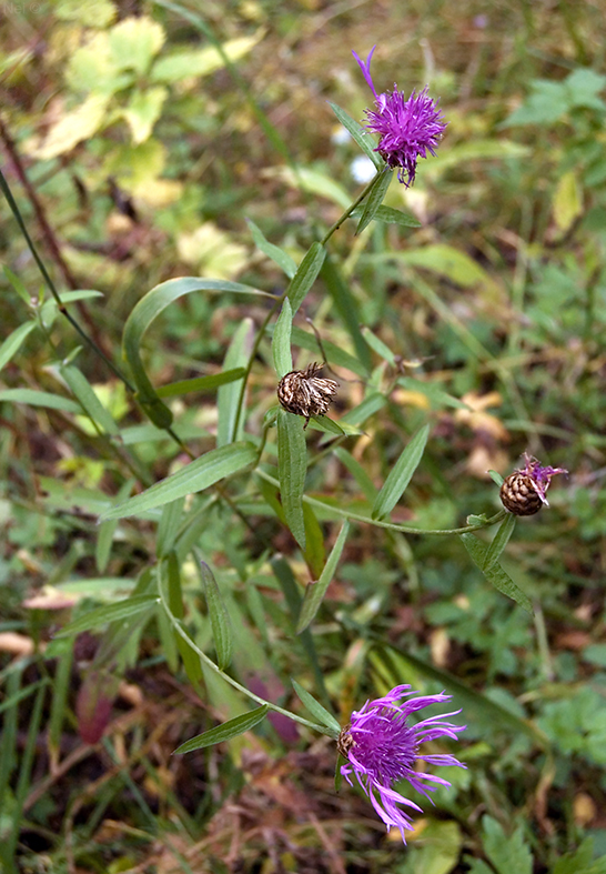 Image of Centaurea jacea specimen.