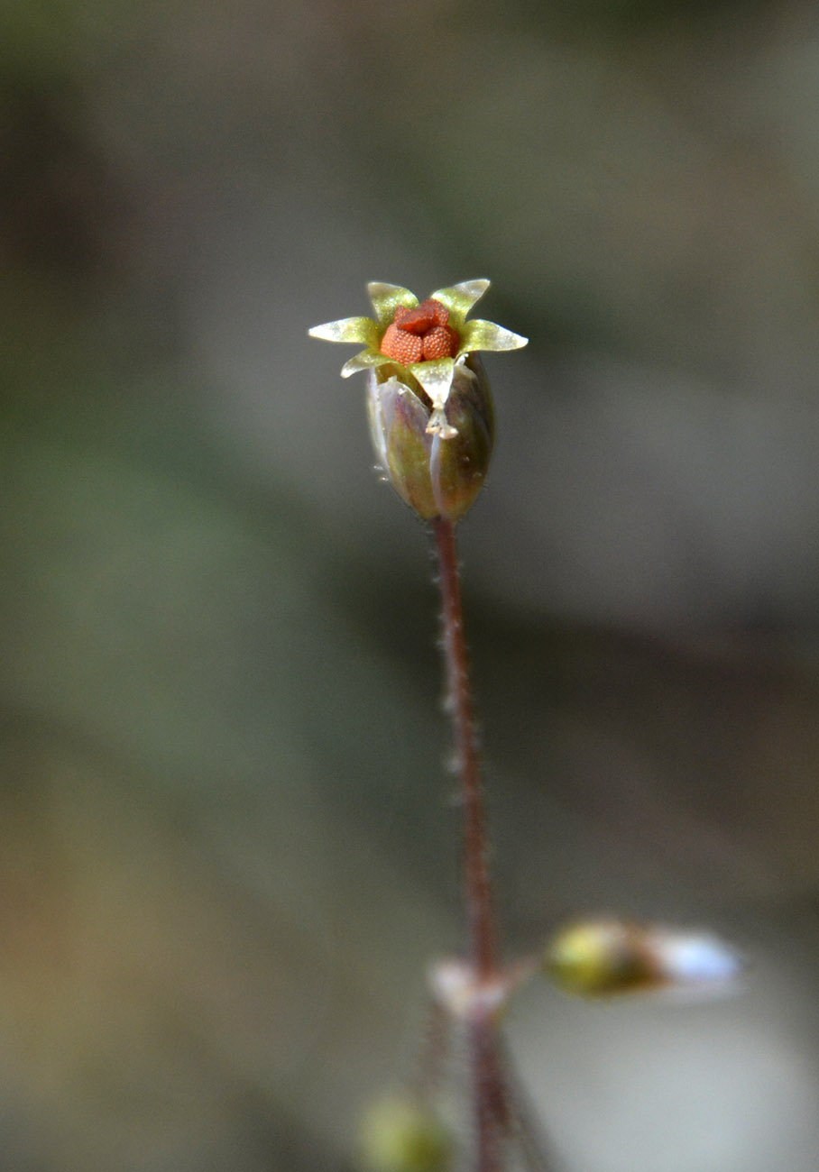 Image of Holosteum umbellatum specimen.