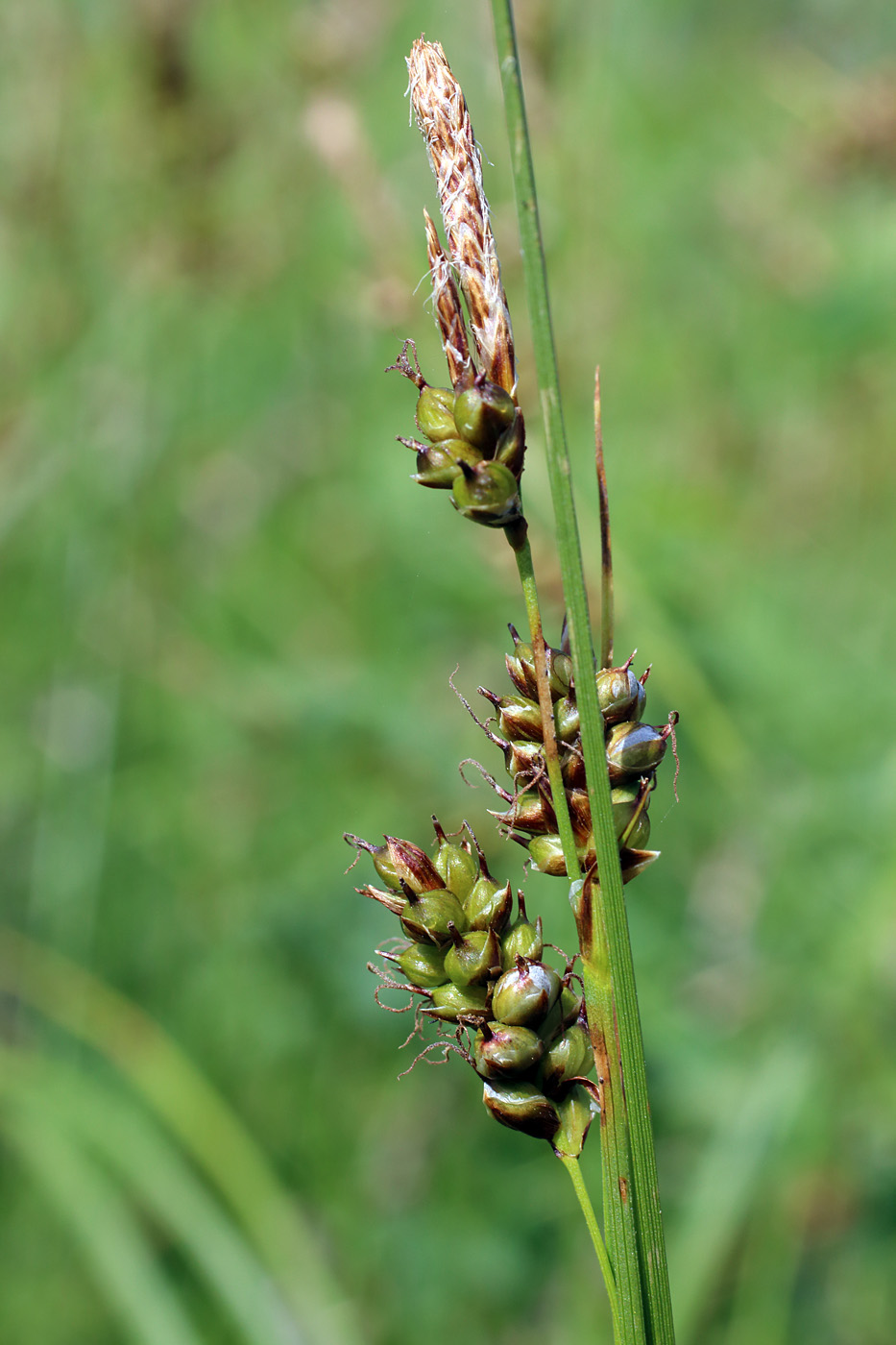 Изображение особи Carex turkestanica.