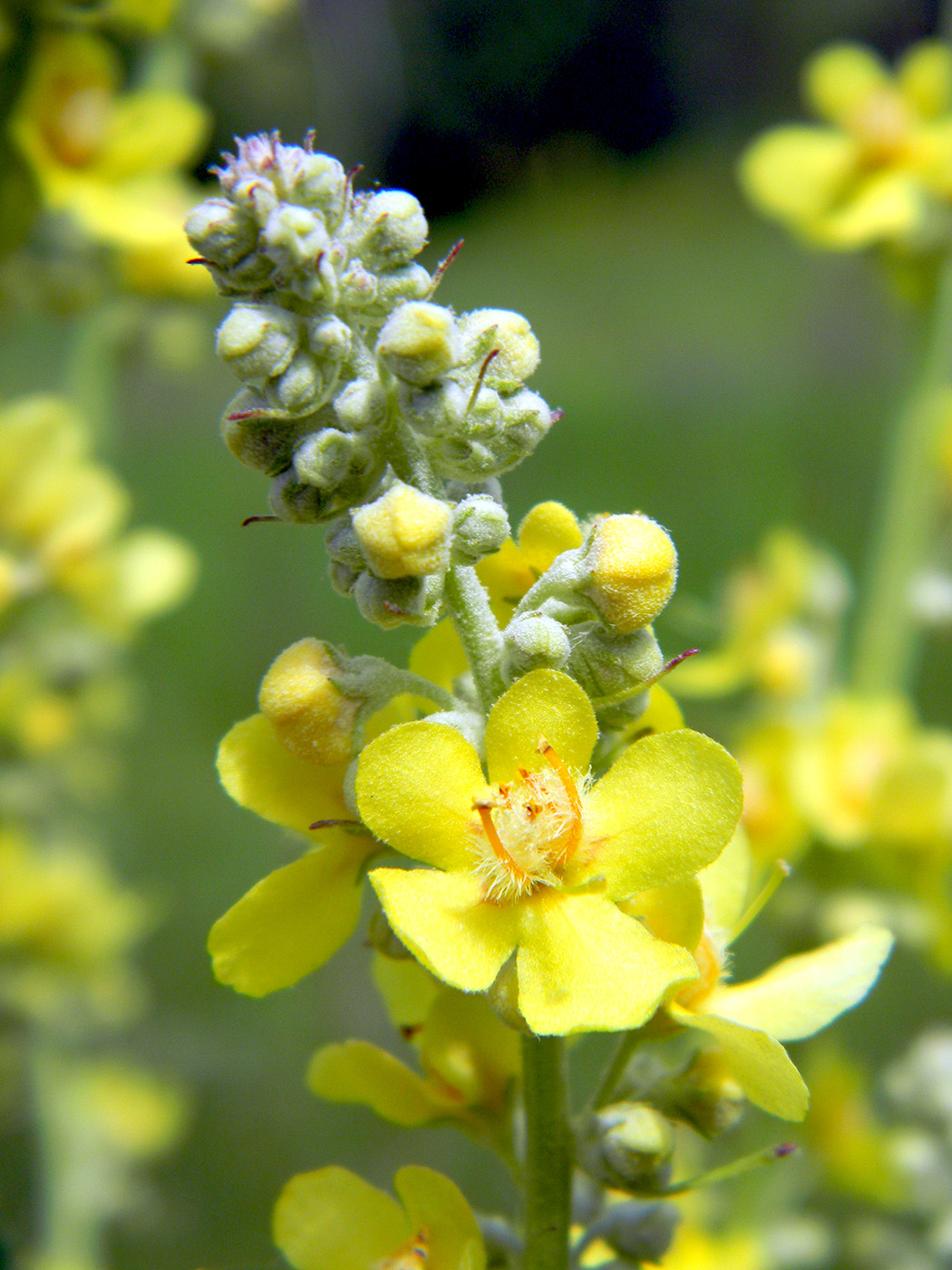 Изображение особи Verbascum lychnitis.