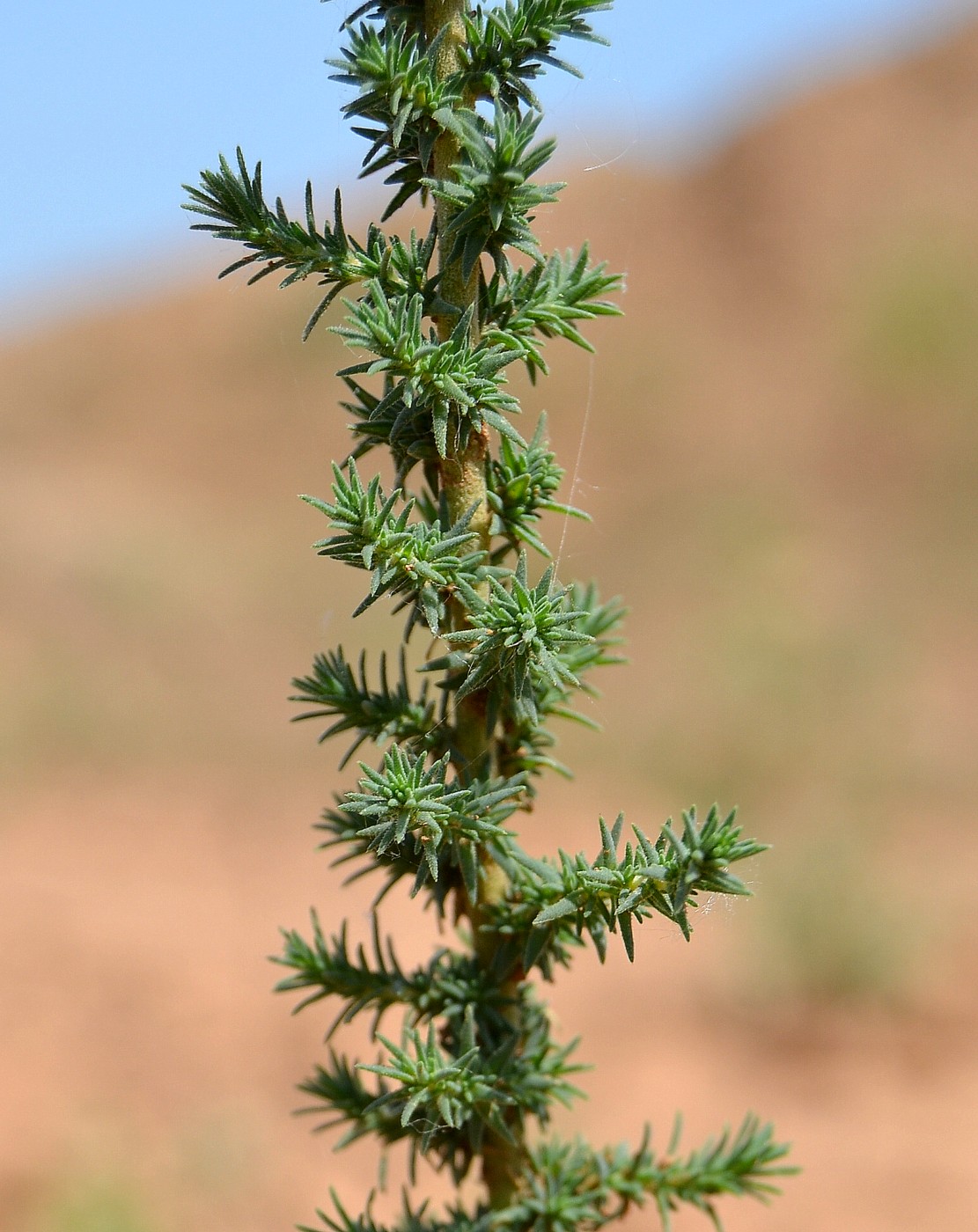 Image of Camphorosma monspeliaca specimen.