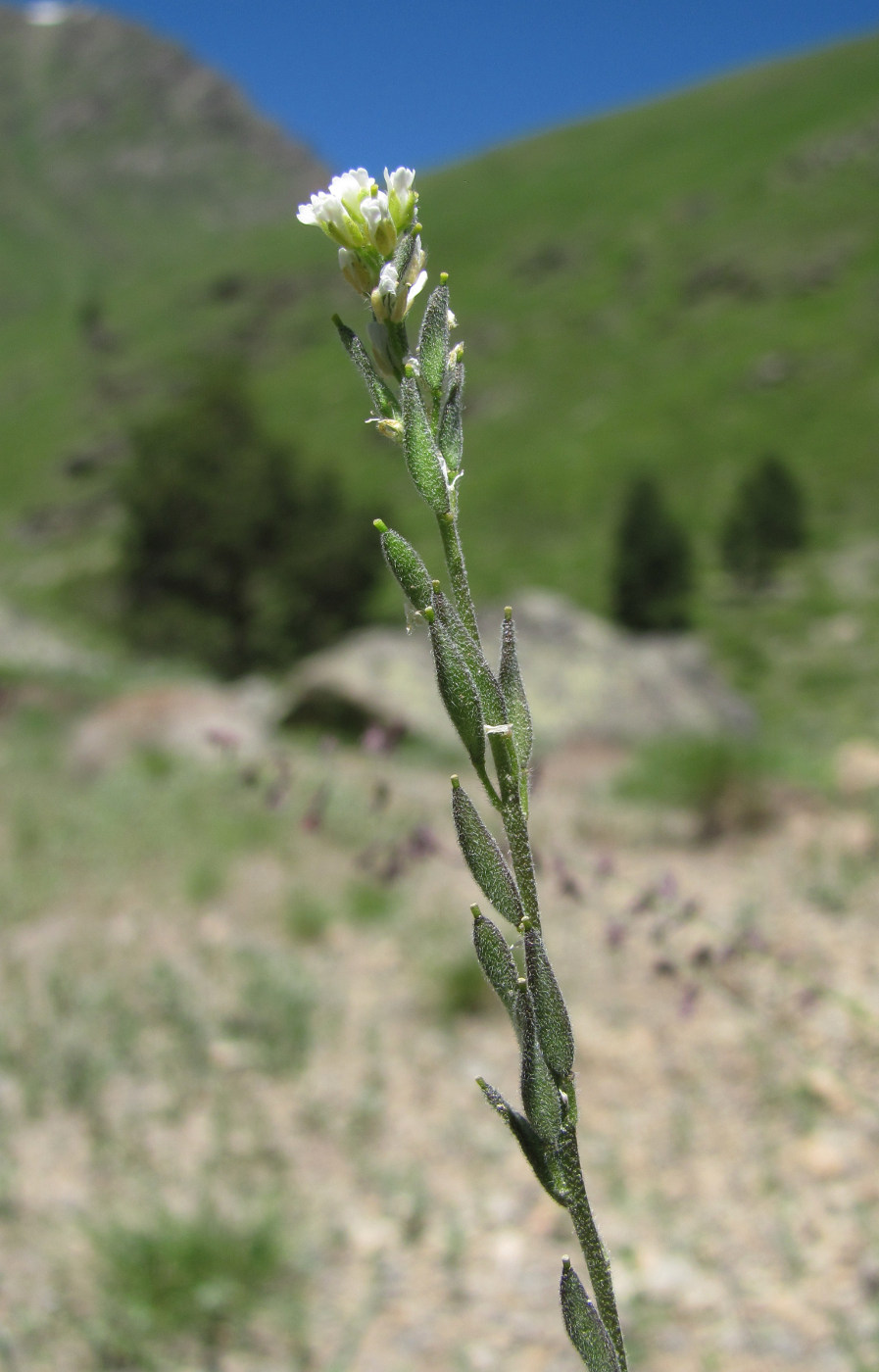 Image of Draba stylaris specimen.