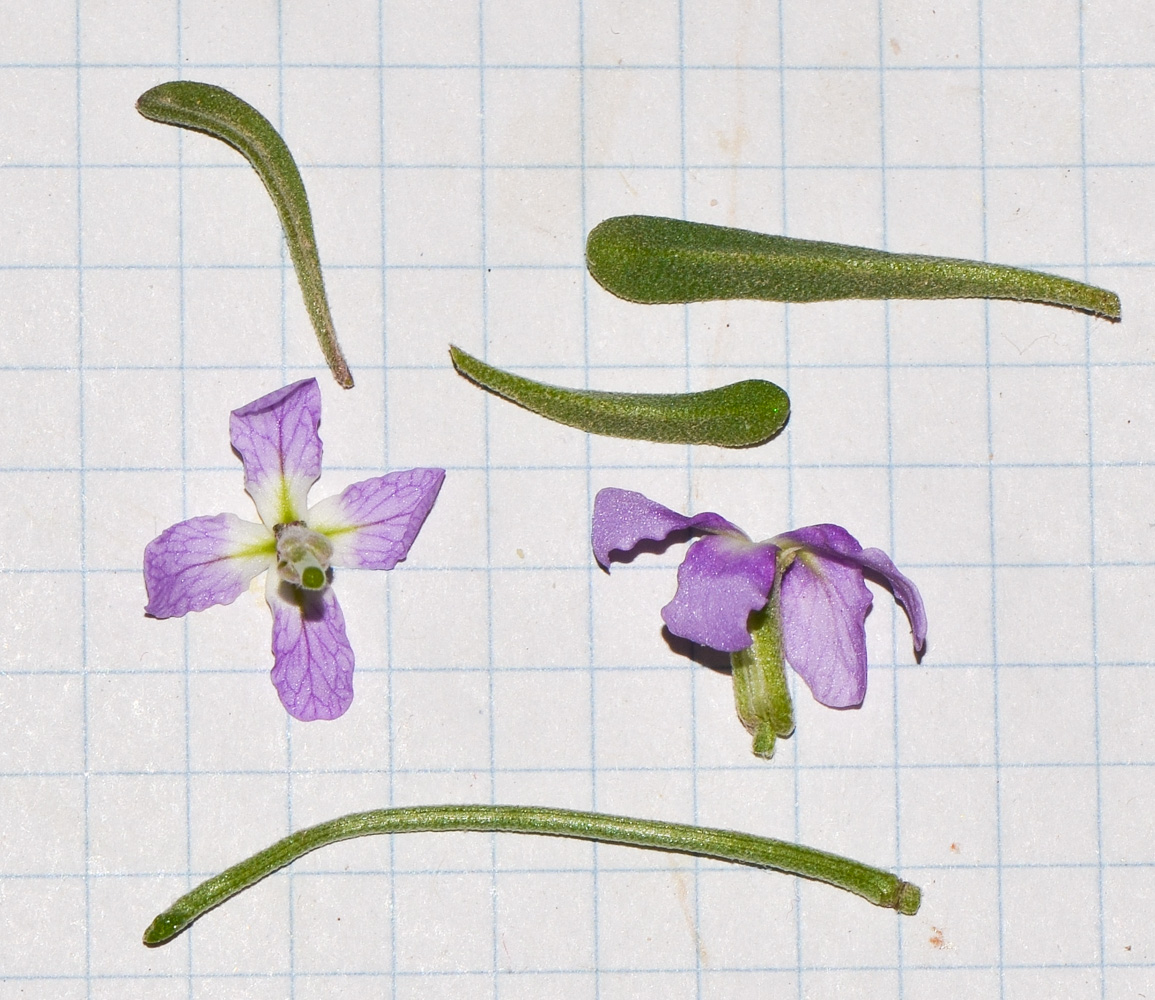 Image of Matthiola fruticulosa var. bolleana specimen.