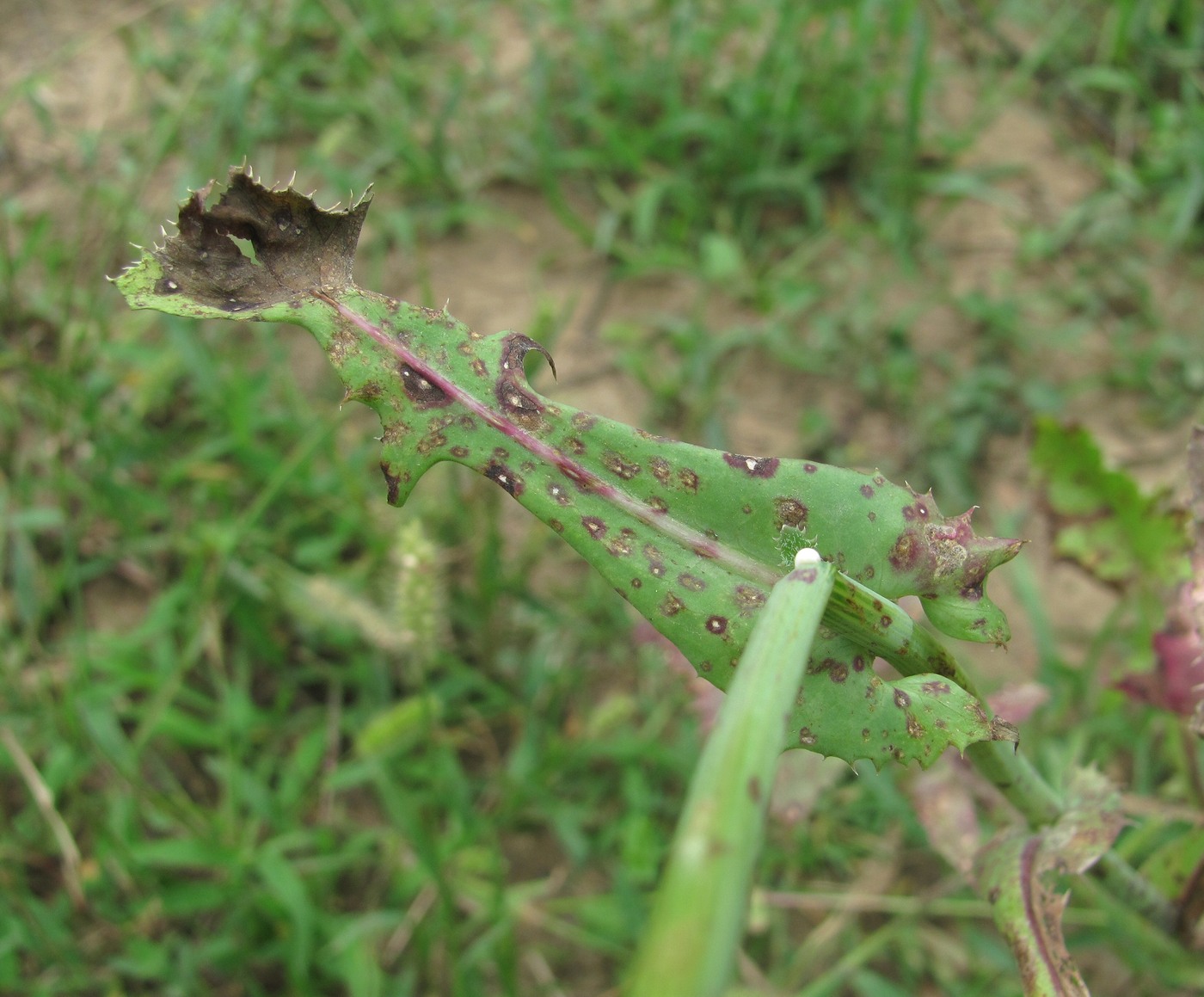 Изображение особи Sonchus oleraceus.