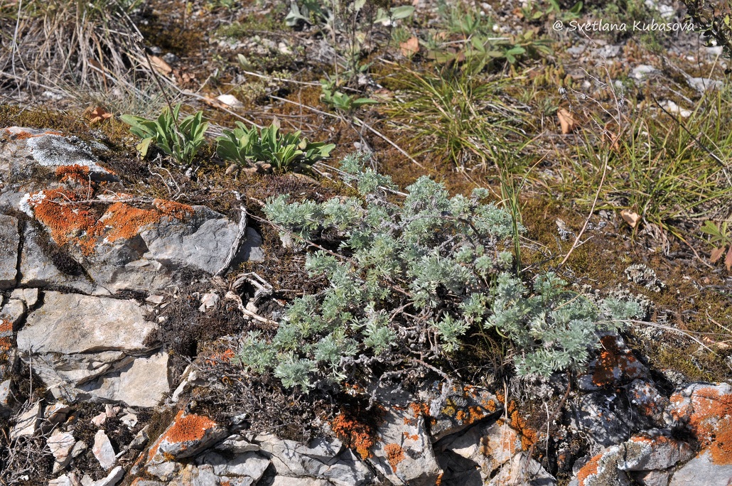 Image of Artemisia frigida specimen.