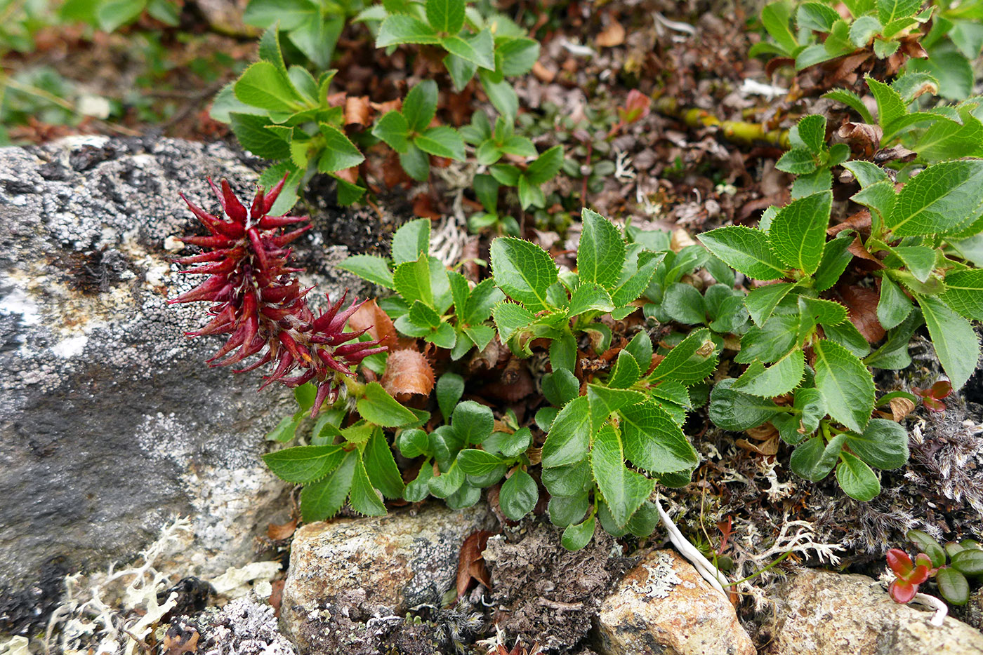 Image of Salix tschuktschorum specimen.