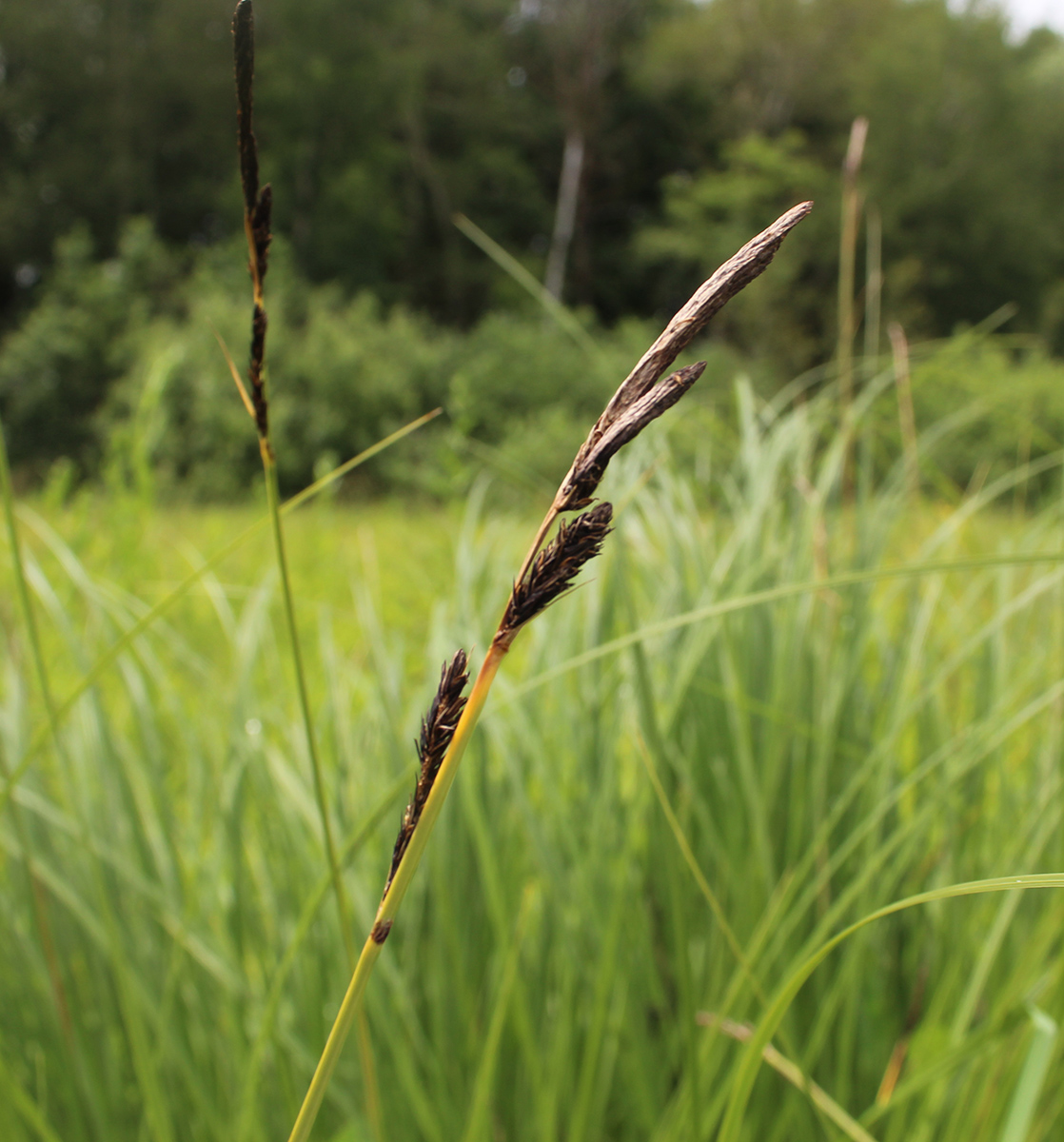 Image of Carex omskiana specimen.