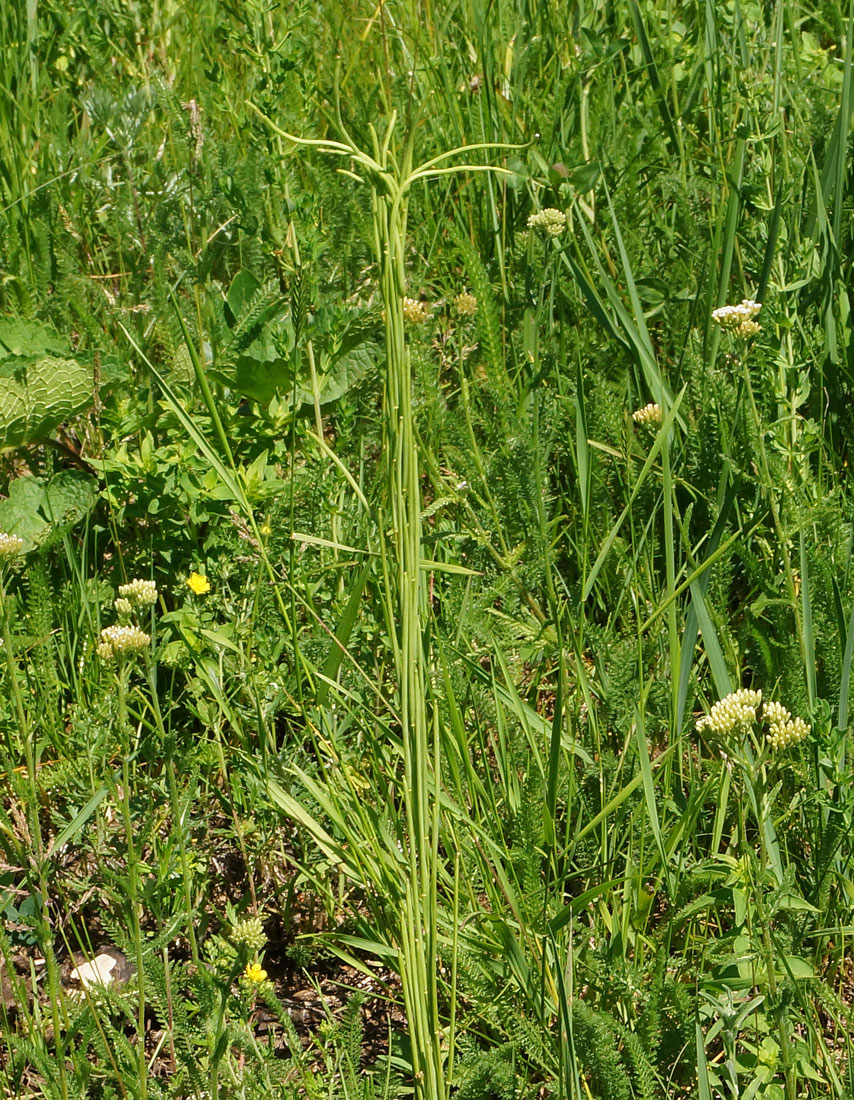 Image of Turritis glabra specimen.