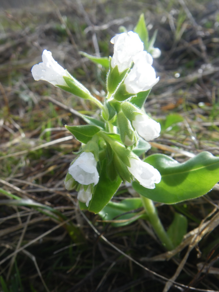 Image of Pulmonaria mollis specimen.