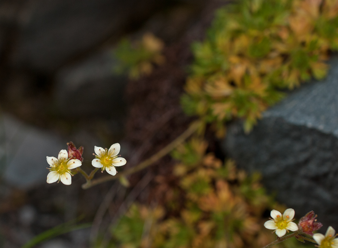 Изображение особи Saxifraga terektensis.