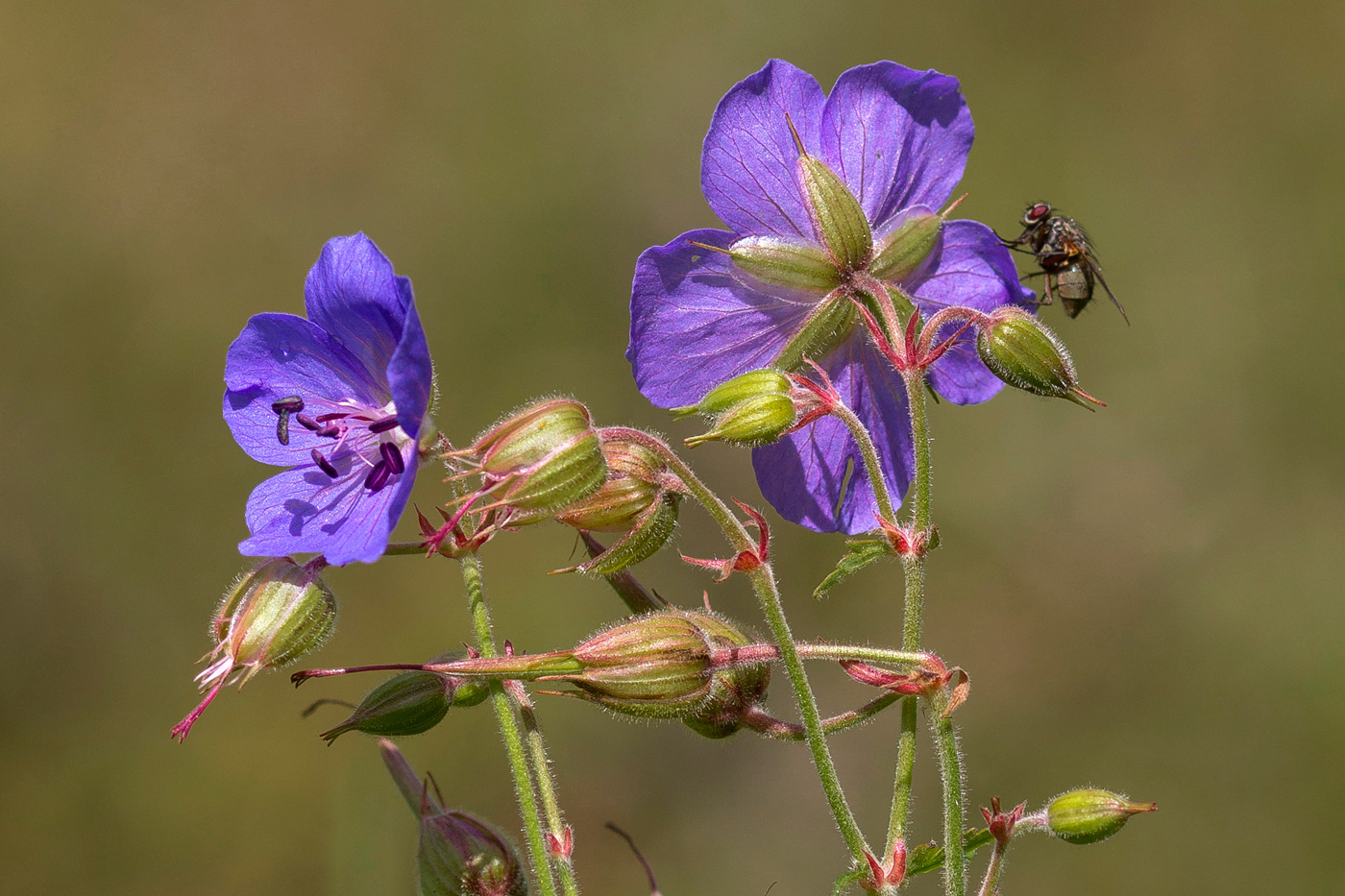 Image of Geranium pratense specimen.