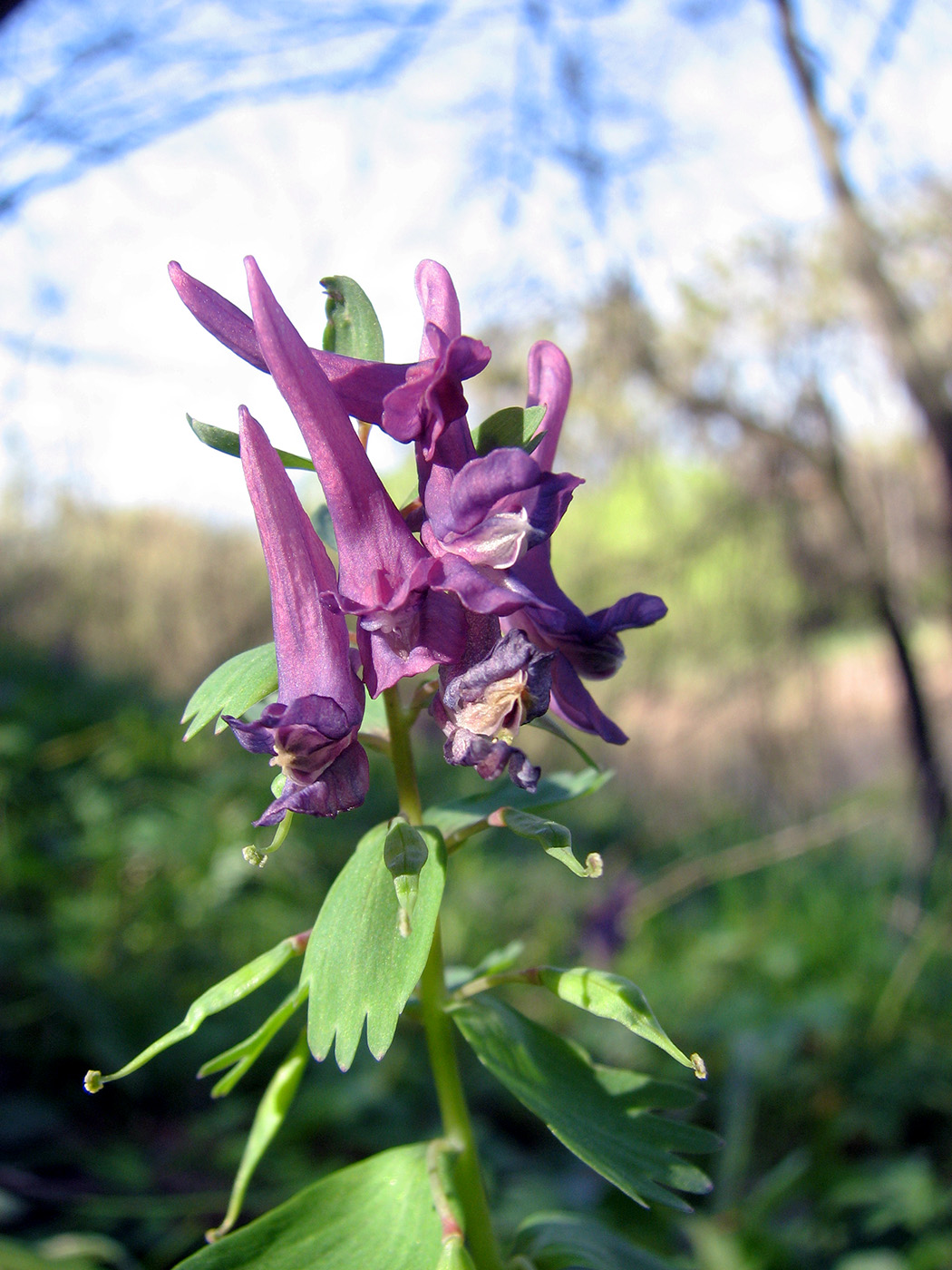 Image of Corydalis solida specimen.