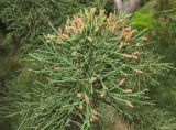 Смотреть изображение Juniperus chinensis
